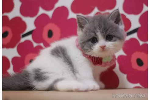 成約済の東京都のスコティッシュフォールド-104745の5枚目